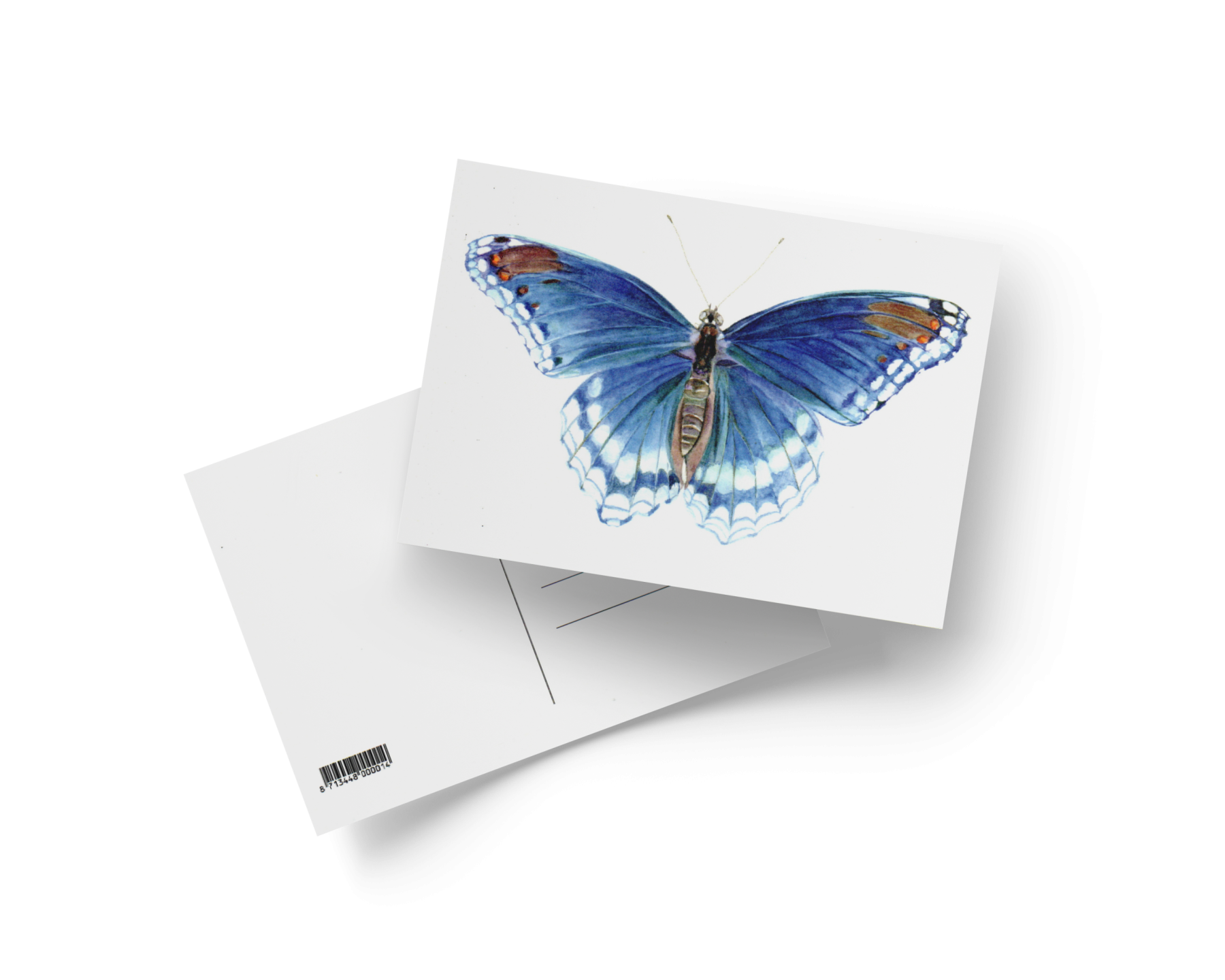 Blauwe Morpho vlinder