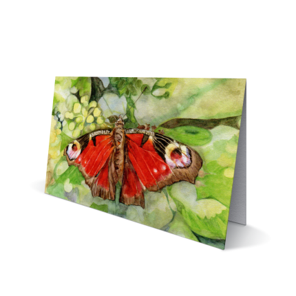 Dagpauwoogvlinder (Rood)