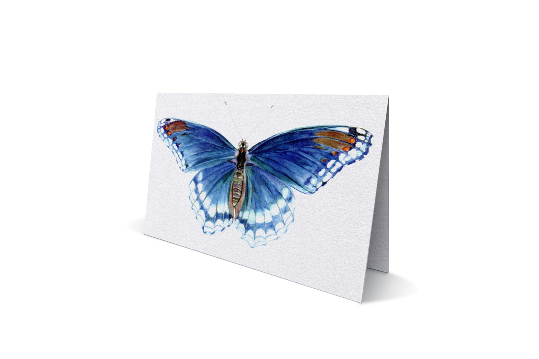 Blauwe Morpho vlinder