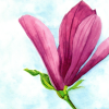 Magnoliabloem - Afbeelding 2