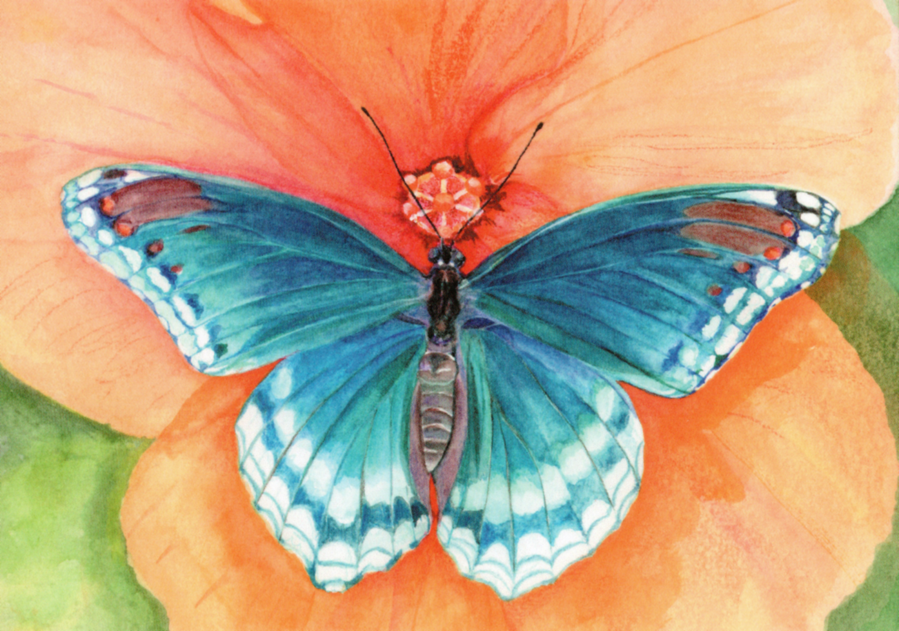 Blauwe vlinder op oranje bloem - Afbeelding 2