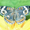 blauwe vlinder op citroengele bloem - Afbeelding 2